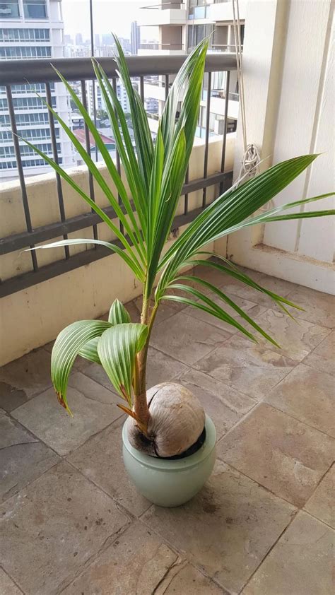 黃椰子盆栽 搬新家要注意什麼